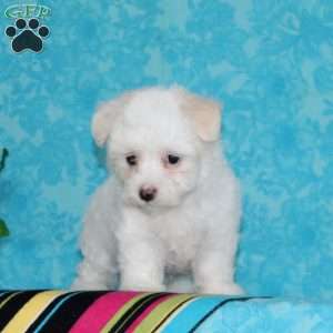Jimmy, Maltipoo Puppy